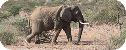 Namibie